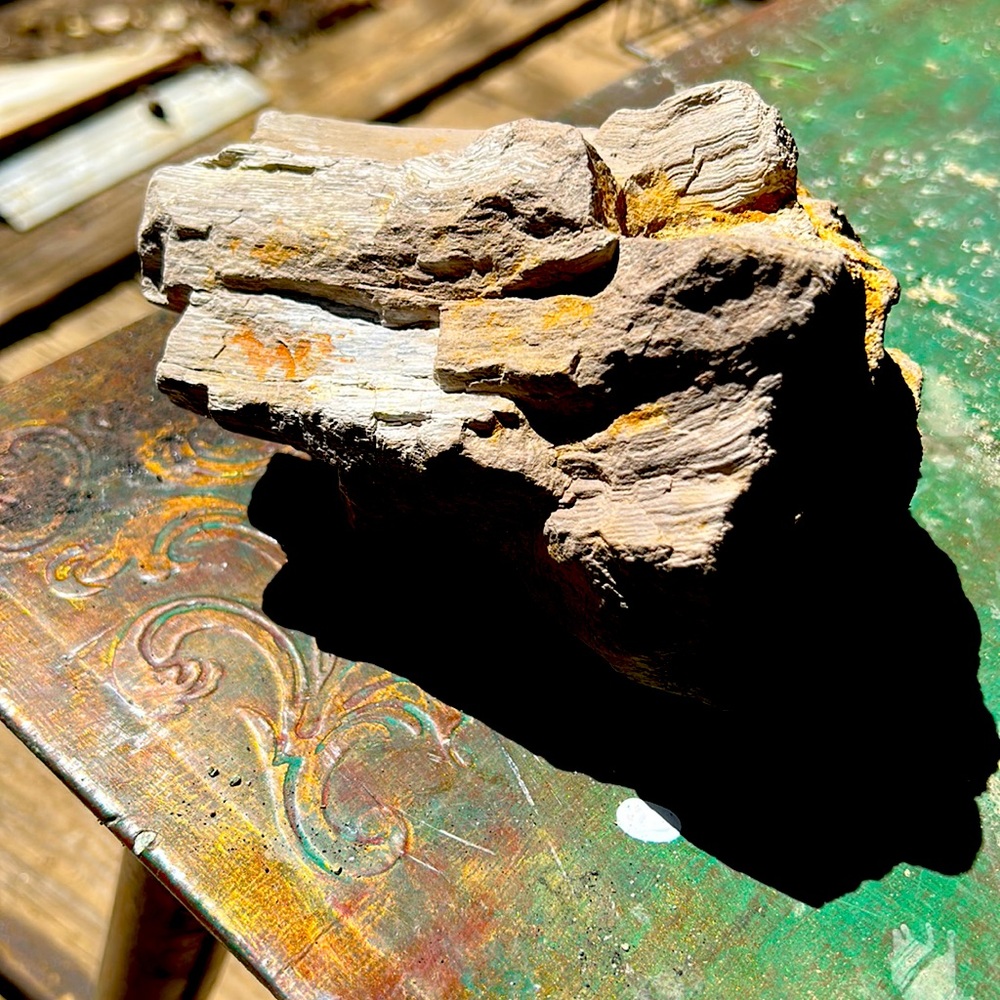 Petrified palm wood